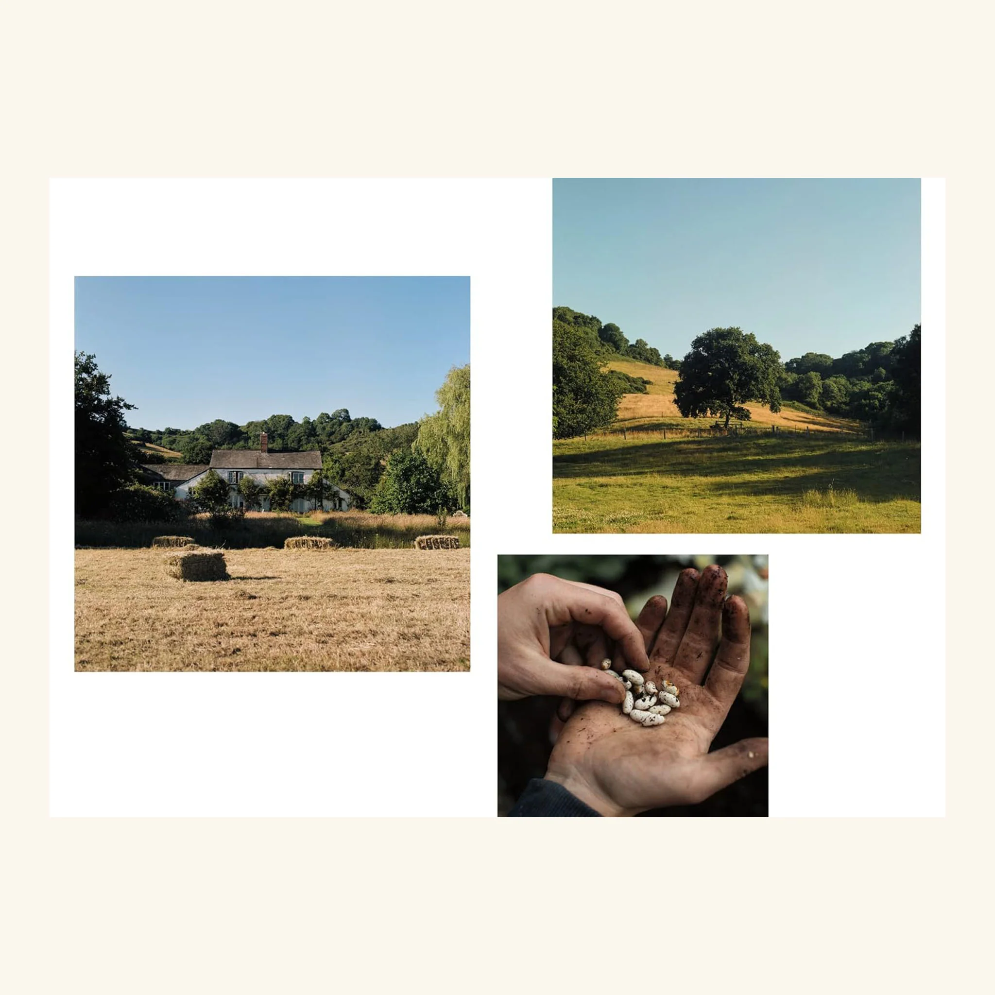 The Farm Table Julius Roberts - Image 3