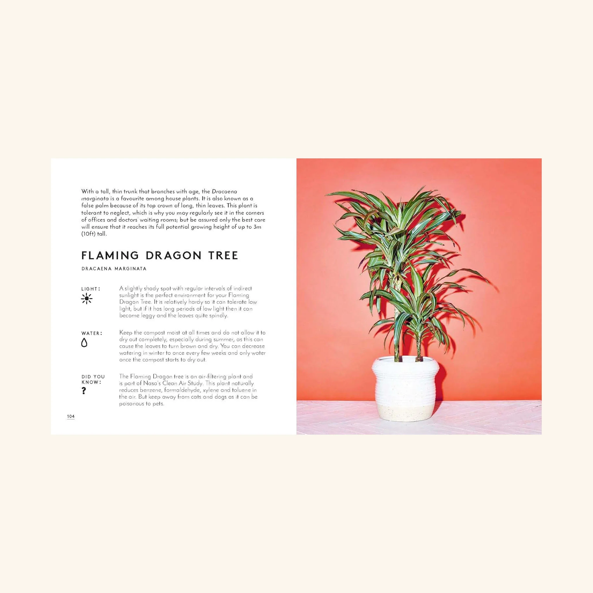 The Little Book of House Plants and Other Greenery - Image 3